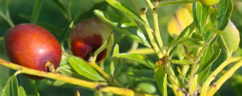 枣树种植方法_枣树繁殖方法_枣树种植技术