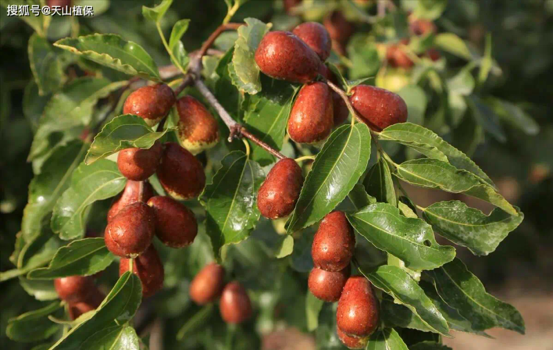 枣树品种选择与栽培技术_枣树种植方法_枣树种植方法