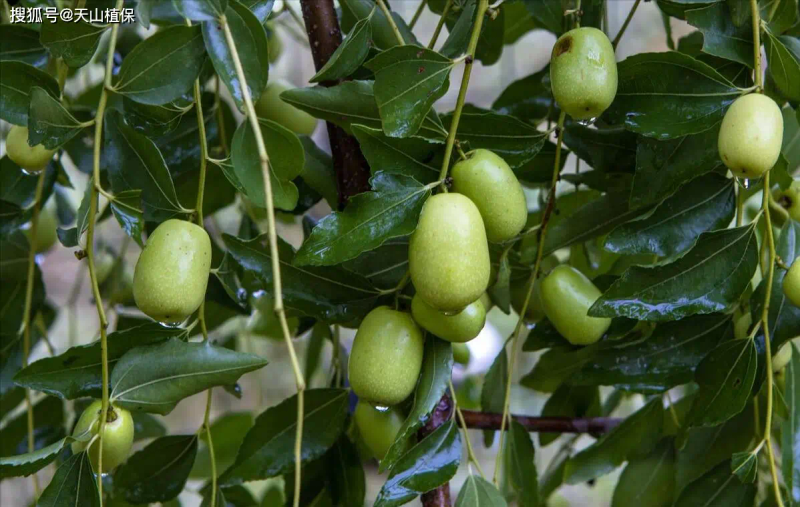 枣树种植方法_枣树品种选择与栽培技术_枣树种植方法