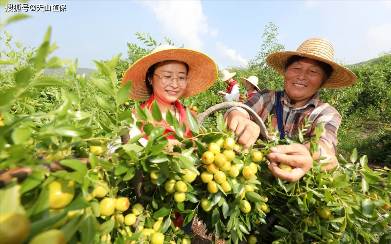 枣树品种选择与栽培技术_枣树种植方法_枣树种植方法