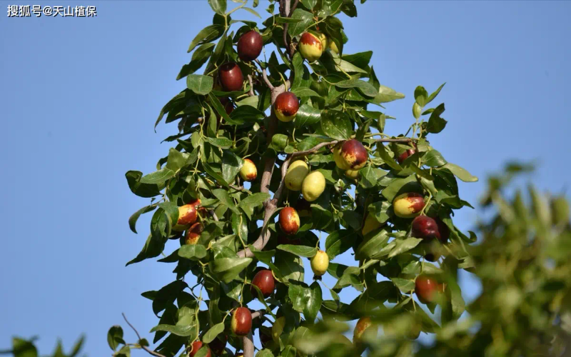 枣树品种选择与栽培技术_枣树种植方法_枣树种植方法
