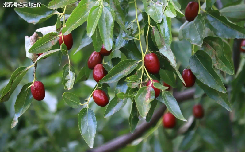 枣树种植方法_枣树品种选择与栽培技术_枣树种植方法