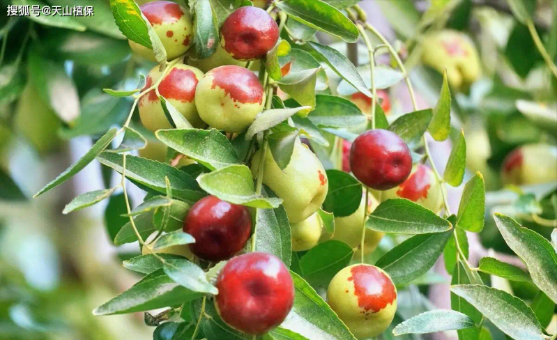 枣树种植方法_枣树种植方法_枣树品种选择与栽培技术