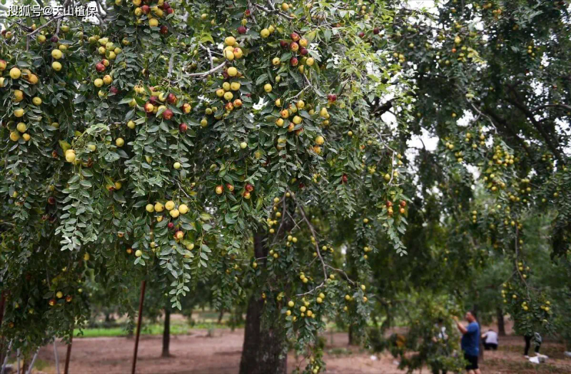 枣树种植方法_枣树品种选择与栽培技术_枣树种植方法