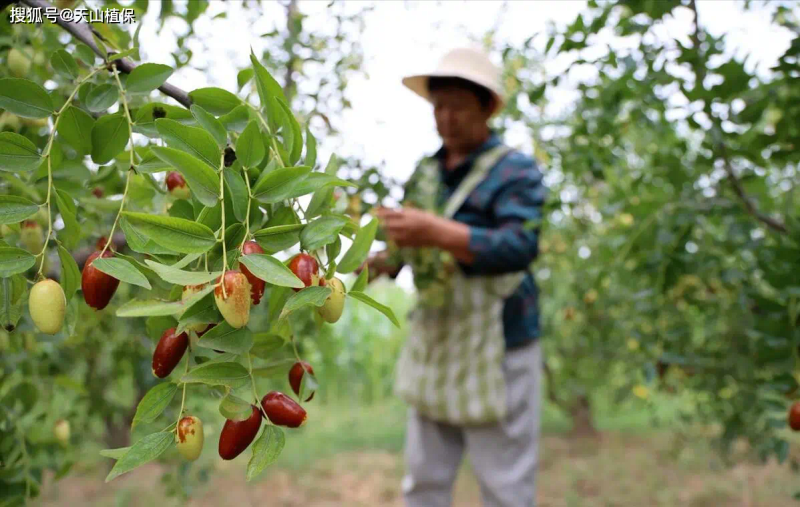 枣树品种选择与栽培技术_枣树种植方法_枣树种植方法