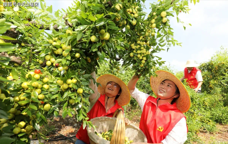 枣树品种选择与栽培技术_枣树种植方法_枣树种植方法