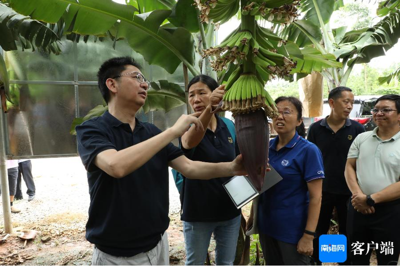 香蕉的种植技术与管理_抗香蕉枯萎病品种选育_宝岛蕉品种特性