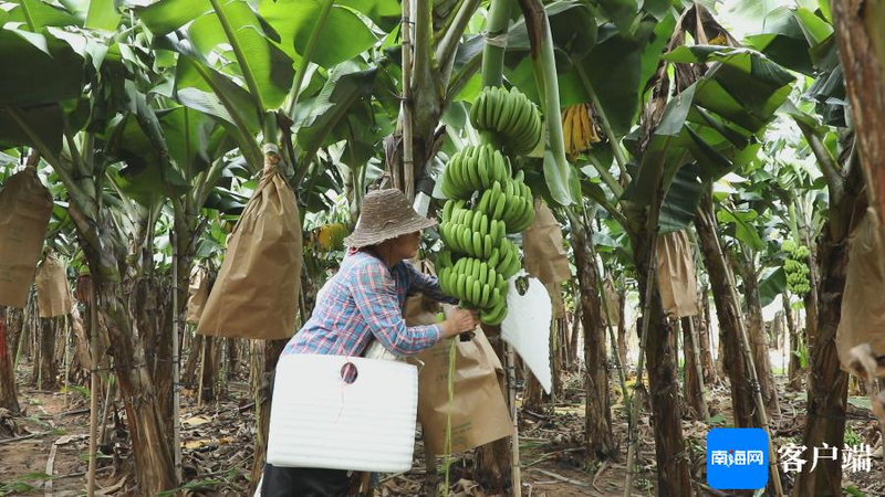 宝岛蕉品种特性_抗香蕉枯萎病品种选育_香蕉的种植技术与管理