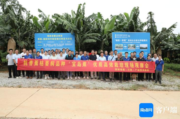 宝岛蕉品种特性_抗香蕉枯萎病品种选育_香蕉的种植技术与管理