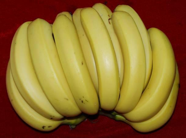 抗香蕉枯萎病品种选育_宝岛蕉品种特性_香蕉的种植技术与管理