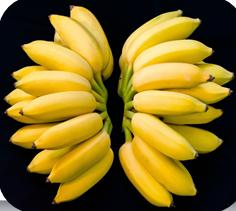 抗香蕉枯萎病品种选育_宝岛蕉品种特性_香蕉的种植技术与管理