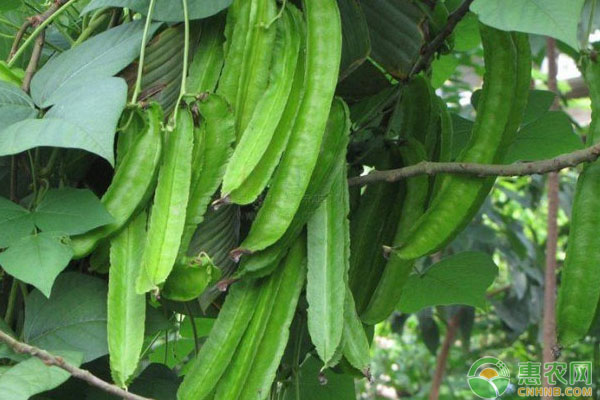 四棱豆高产种植技术-图片版权归惠农网所有