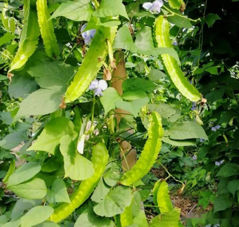 四棱豆的种植技术_四棱豆保护地育苗定植管理_春茬保护地四棱豆栽培技术