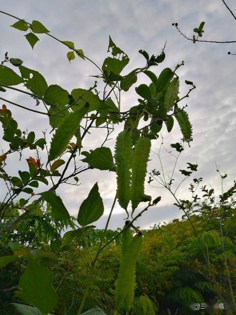 四棱豆种植管理方法_四棱豆的种植技术_四棱豆开花结荚少原因