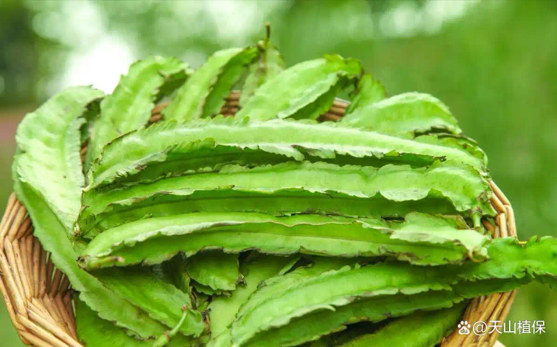 四棱豆的种植技术_四棱豆种植方法与时间_四棱豆最佳播种时间