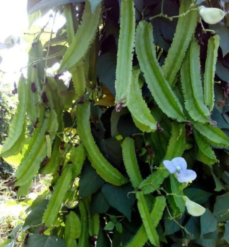 四棱豆的种植技术_四棱豆三次施肥方法_四棱豆种植浇水技巧