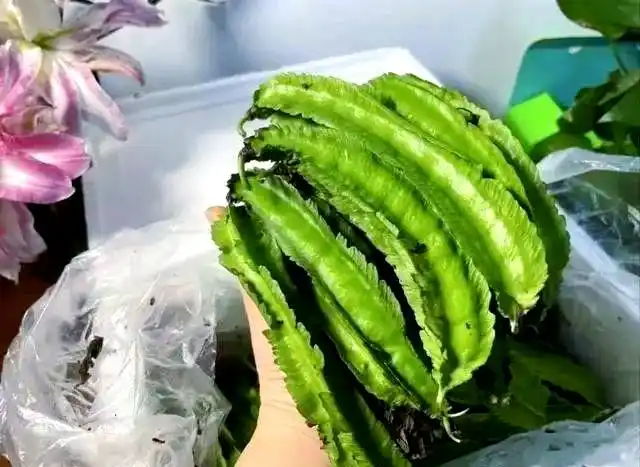 四棱豆的种植技术_四棱豆常见病害防治_四棱豆斑枯病识别与治疗