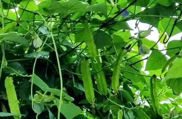 四棱豆斑枯病识别与治疗_四棱豆常见病害防治_四棱豆的种植技术