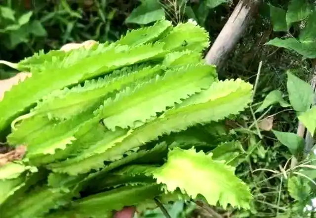 四棱豆斑枯病识别与治疗_四棱豆的种植技术_四棱豆常见病害防治