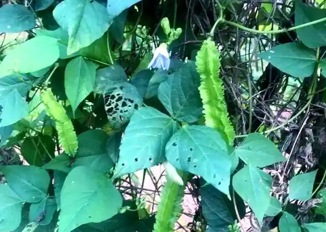 四棱豆的种植技术_四棱豆常见病害防治_四棱豆斑枯病识别与治疗