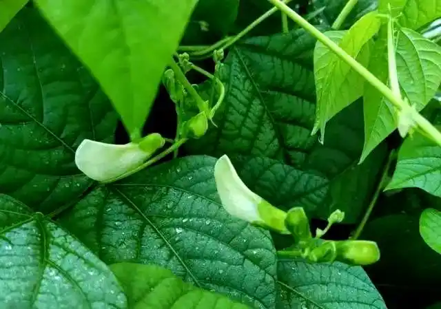 四棱豆的种植技术_四棱豆常见病害防治_四棱豆斑枯病识别与治疗