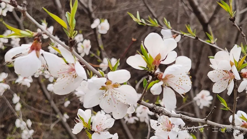 知识管理 pdf_智力时代 知识变革_知识就是力量 特权时代