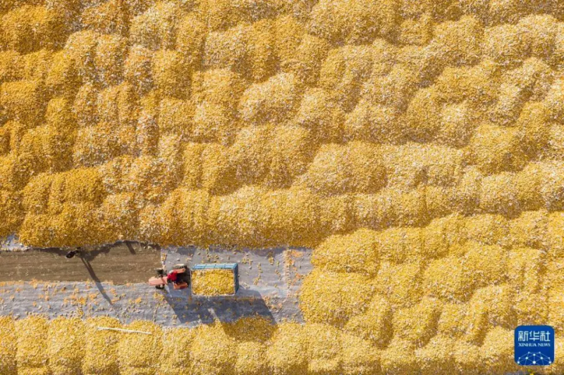 农村题材新闻摄影