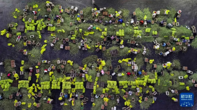 农村题材新闻摄影
