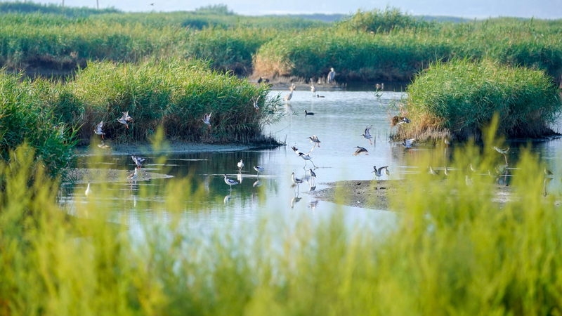 运城凤凰资讯电子版