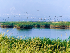 山西运城：鸟翔盐湖 水城共融
