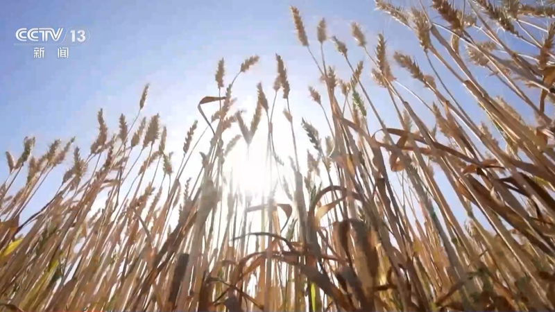 央视新闻周刊官网