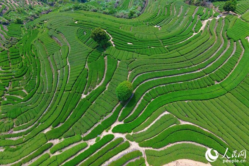 泉州市安溪东溪新闻