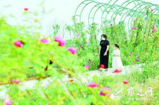 江苏沭阳新闻视频