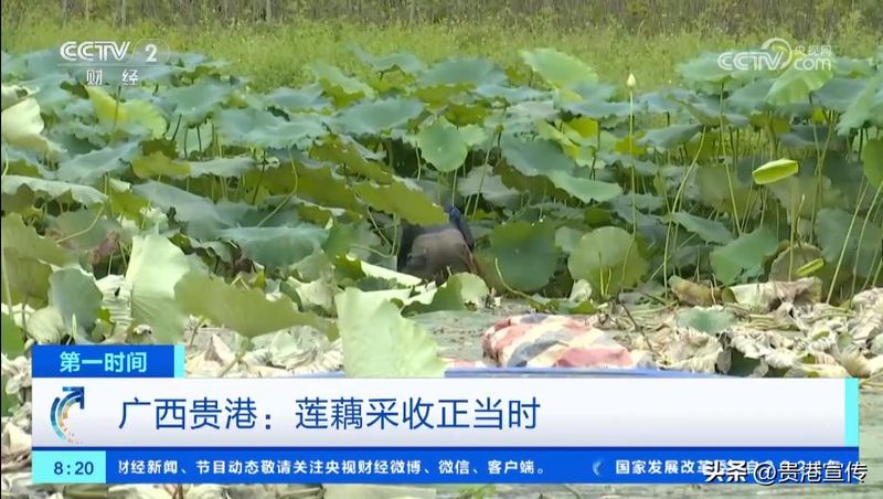 贵港电视台新闻综合