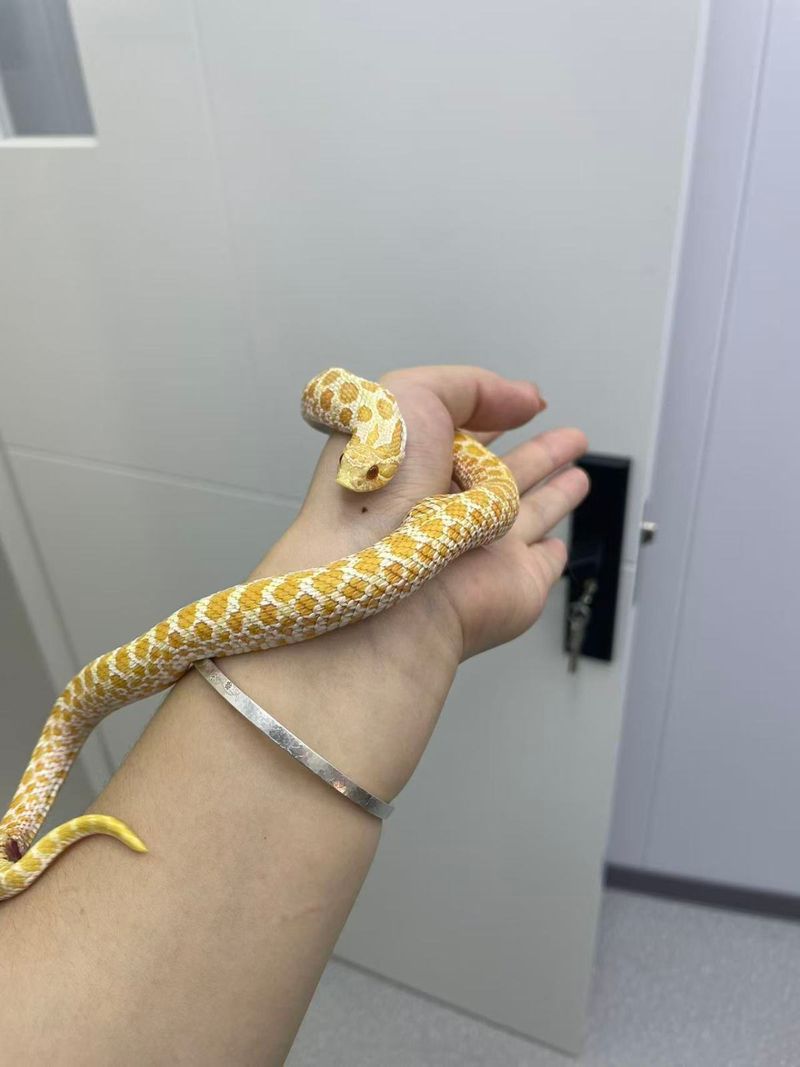 鳄鱼宠物新闻