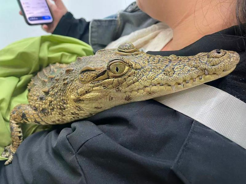 鳄鱼宠物新闻