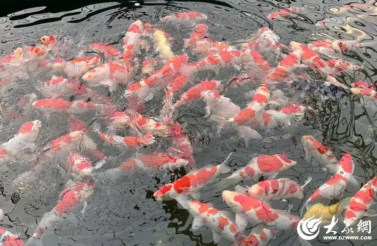 聊城综合频道聊城新闻