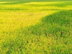 【地理热点】2025年高考地理热点问题之粮食安全