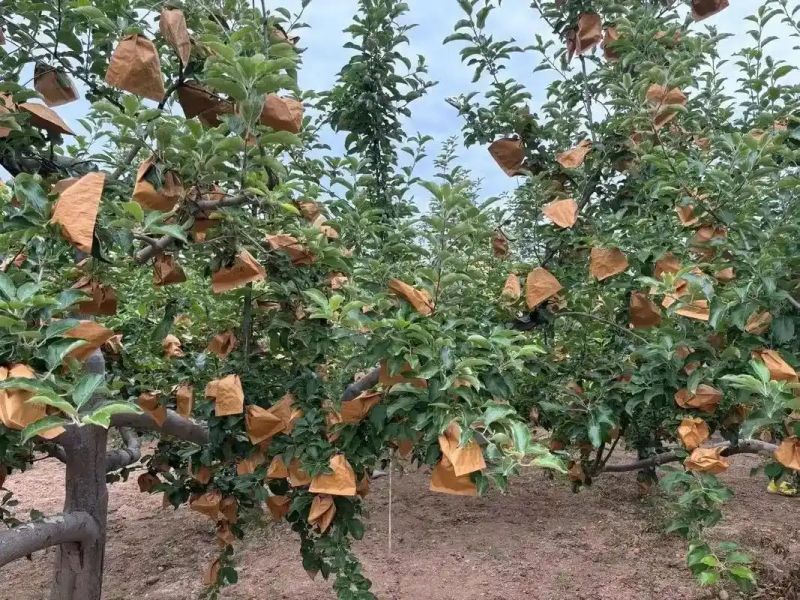 牟平新闻综合频道