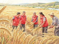 【“三夏”进行时】台前县:党建引领助抢收 党员帮扶暖农心