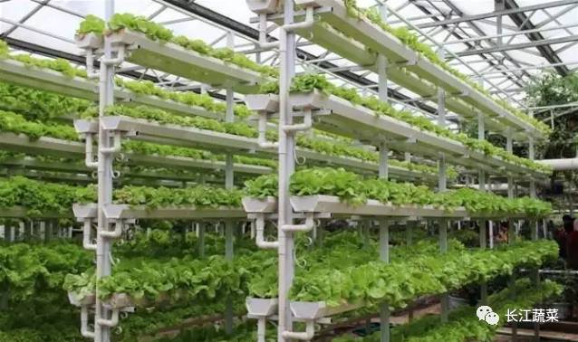 叶菜 水培 营养液配方_水培叶菜营养液调整_水培菜营养液制造