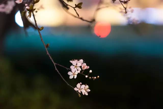 拍花的技巧_怎么拍花才好看技巧_手把手教你拍花