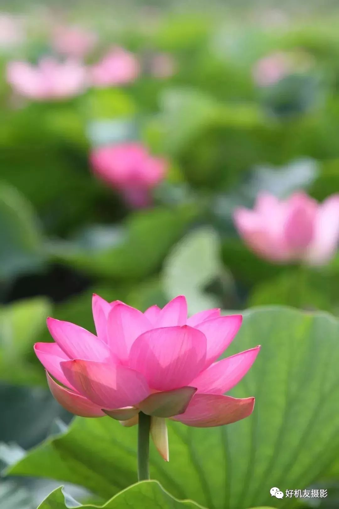 怎么拍花最好看_拍花的技巧_手把手教你拍花