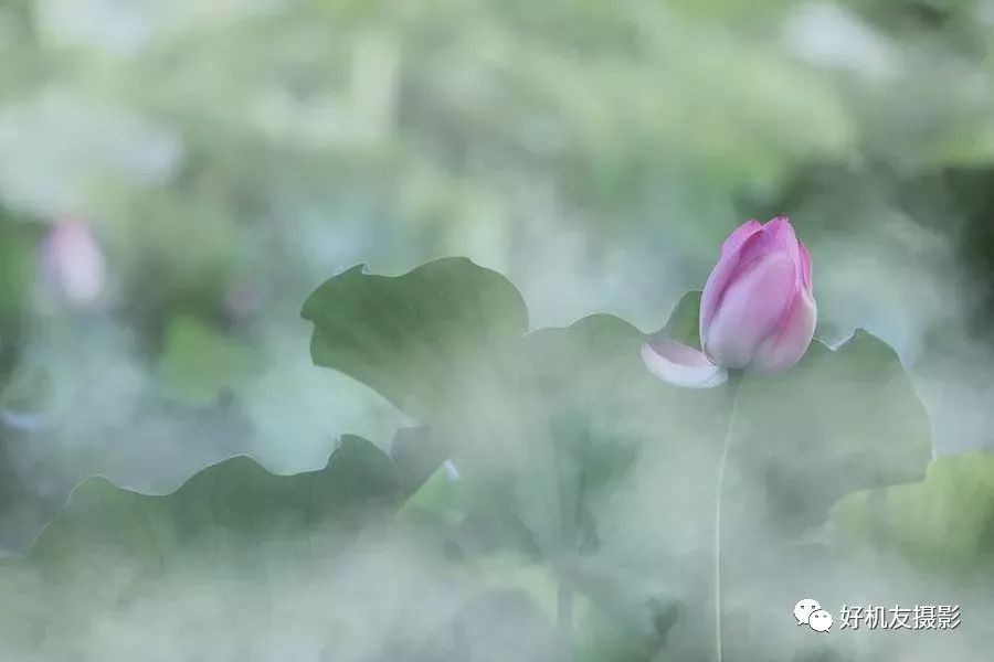 怎么拍花最好看_手把手教你拍花_拍花的技巧