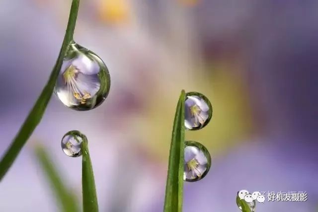 怎么拍花最好看_拍花的技巧_手把手教你拍花