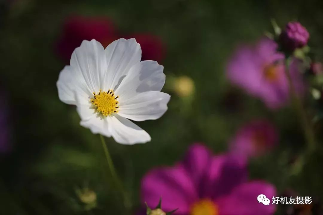 拍花的技巧_怎么拍花最好看_手把手教你拍花