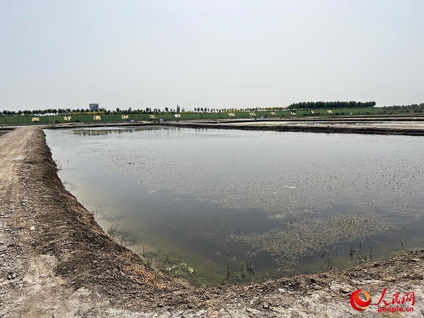 海鲜养殖利润怎么样_做海鲜养殖怎么样_海鲜养殖成本和利润