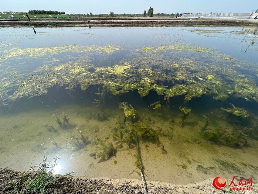 做海鲜养殖怎么样_海鲜养殖利润怎么样_海鲜养殖成本和利润