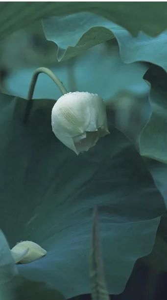 像孩子一样文案_像孩子一样的唯美句子_关于像个孩子的说说
