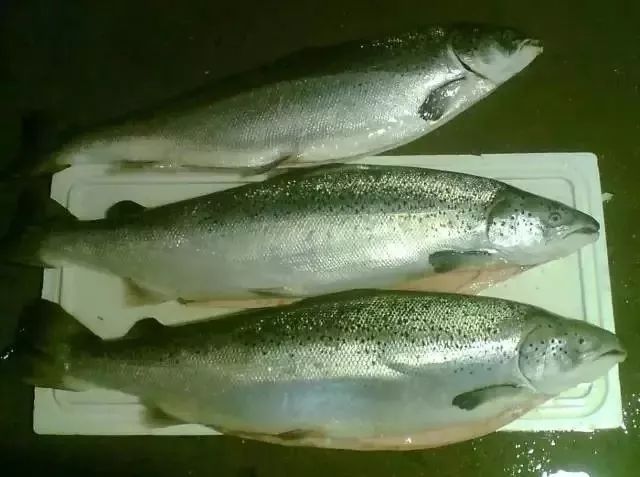 利善海鲜大咖_一分利海鲜_海鲜的利润高吗